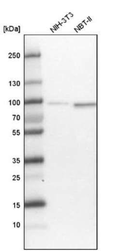 TNIP1 Antibody, Novus Biologicals 25 &mu;L | Buy Online | Novus Biologicals | Fisher Scientific